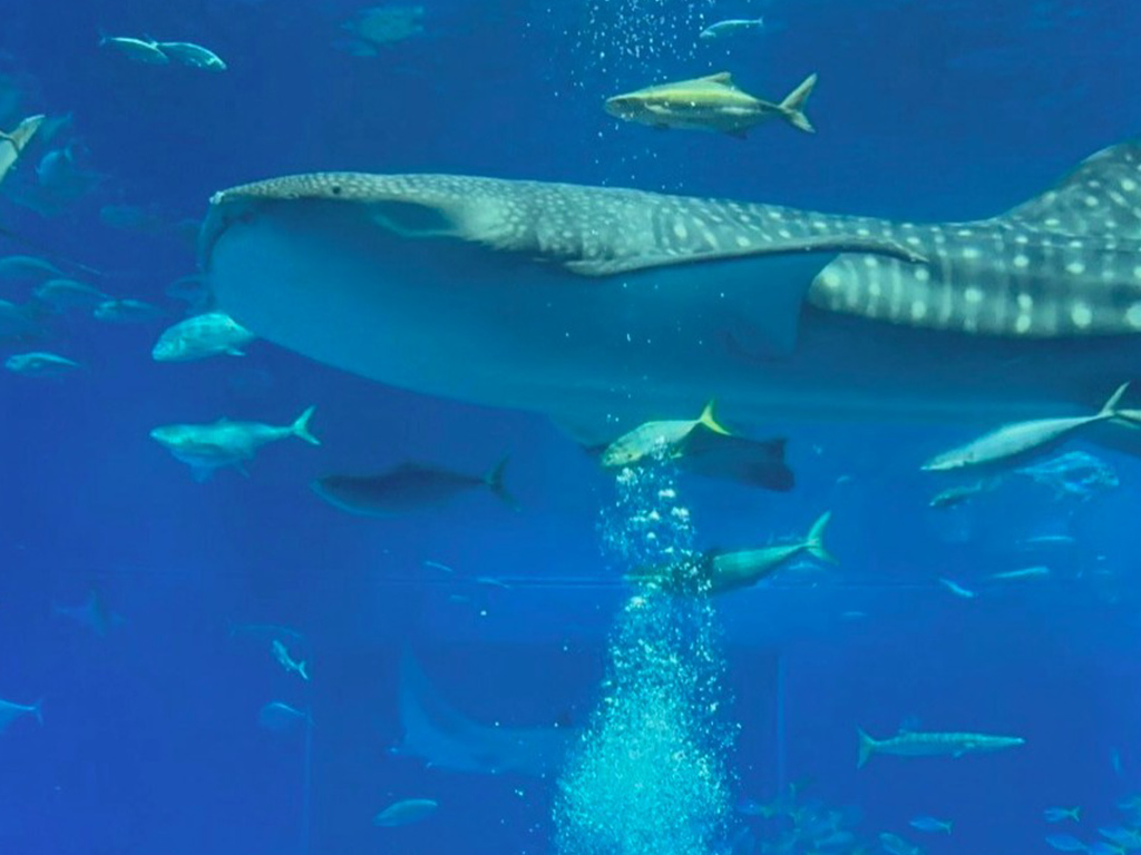 沖縄美ら海水族館